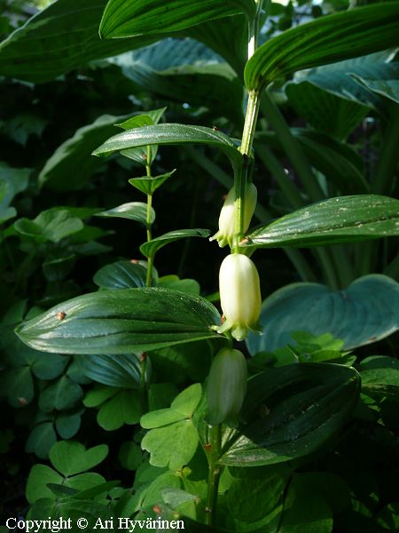 Polygonatum humile, pikkukalliokielo